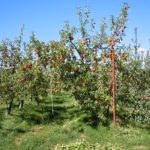 <span class="title">所沢・熊谷合同　校外学習 りんご狩り</span>